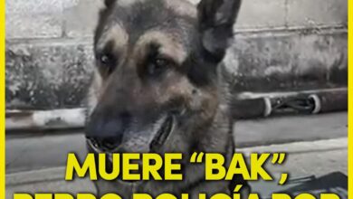 Photo of Muere “Bak”, perro policía de Quintana Roo