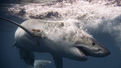 Photo of Descubren que el gran tiburón blanco pudo ser el responsable de la extinción del megalodón