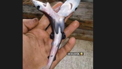Photo of Encuentran tiburón de dos cabezas en Celestún