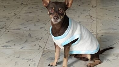 Photo of Una moda la adopción de mascotas en Yucatán; son devueltas después de dos meses