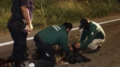 Photo of Cocodrilo muere al ser atropellado en la carretera Progreso Mérida