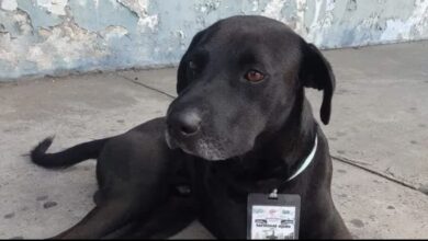Photo of Terminal de autobuses en Acapulco contrata a perro callejero como supervisor de ruta