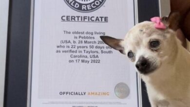 Photo of Pebbles, la perra más vieja del mundo con 22 años, consigue un récord Guiness