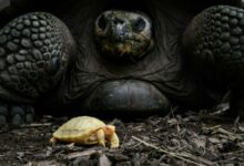 Photo of Descubren que los reptiles y anfibios ‘no envejecen’