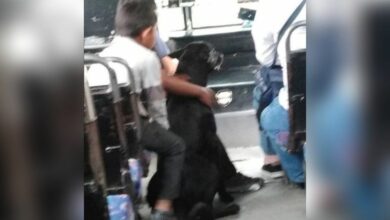 Photo of Chofer conmueve; deja subir a niños de ‘bajos recursos’ con su perro al camión