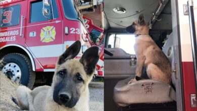 Photo of Se roban a perro bombero en Nogales