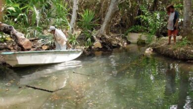 Photo of Obtiene San Crisanto, el primer proyecto certificado de manglar en México