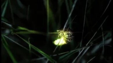 Photo of Científicos descubren dos nuevas especies de luciérnagas en el Edomex