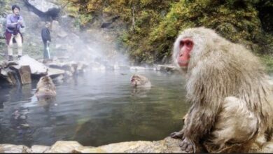 Photo of Más de 40 heridos en Japón tras ataque de monos salvajes