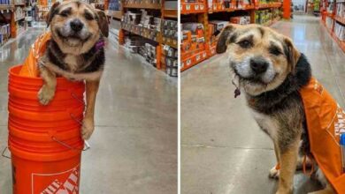 Photo of Perrita rescatada se convierte en la empleada del mes de Home Depot