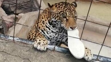 Photo of Jaguar ataca a adolescente en zoológico de León