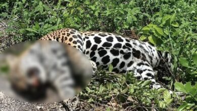 Photo of Hallan sin vida a jaguar en carretera de Felipe Carrillo Puerto