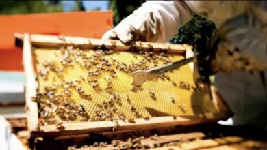 Photo of En riesgo la apicultura de Yucatán por el regreso de Monsanto