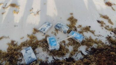 Photo of Hallan paquetes de cocaína ocultos entre el sargazo en Tulum
