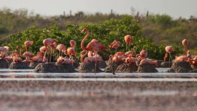 Photo of Yucatán recibe a miles de flamencos  