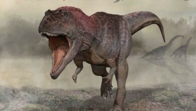 Photo of Nueva especie de dinosaurio hallado en Argentina; tiene enorme cabeza