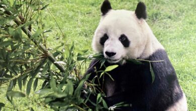 Photo of ¡Adiós Shuan Shuan! Muere la panda gigante más longeva de México