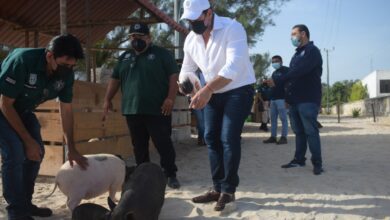 Photo of Realizan trabajos de mantenimiento en Pig Beach