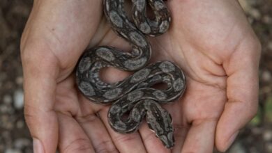 Photo of En Yucatán habitan 58 especies de serpientes; cinco son venenosas