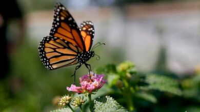 Photo of Mariposa monarca entra a lista roja de especies en peligro