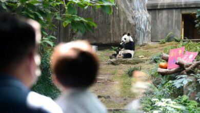 Photo of Muere en Hong Kong An An, el panda más anciano del mundo en cautividad