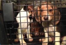 Photo of Rescatan a 4.000 perros que usarían para experimentos farmacéuticos en EU