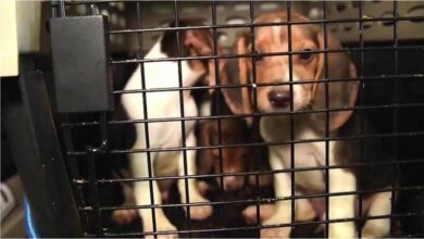 Photo of Rescatan a 4.000 perros que usarían para experimentos farmacéuticos en EU
