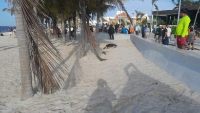 Photo of Tortuga desova en Progreso frente a turistas; resguardan sus huevos