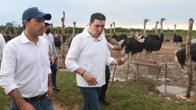 Photo of Yucatán tiene la granja de avestruces más grande de Norteamérica y Centroamérica