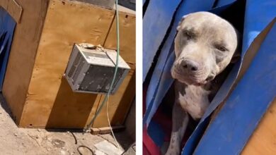 Photo of Casa para perro se vuelve viral por tener aire acondicionado