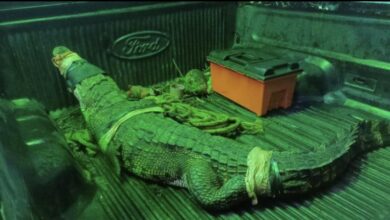 Photo of Atrapan enorme cocodrilo que deambulaba por la carretera de Tekax
