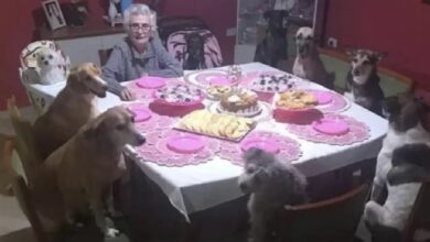 Photo of Mujer celebra su cumpleaños 89 a lado de sus 10 perritos; su video se hizo viral