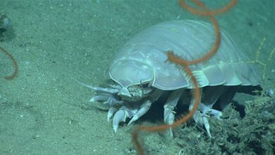 Photo of Descubren isópodo gigante en aguas del Golfo de México
