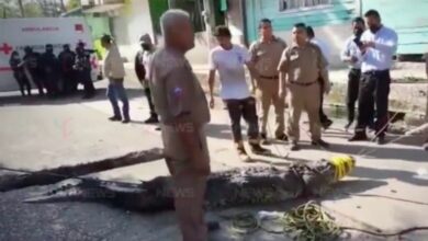 Photo of Capturan a cocodrilo que presuntamente mató y comió a un hombre en Tampico