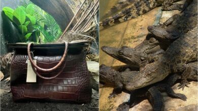 Photo of Zoológico exhibe bolso de piel de cocodrilo en sustitución de la especie