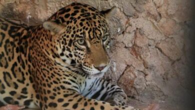 Photo of Donan un jaguar al zoo »La Reina» de Tizimín