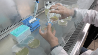 Photo of Investigadores de Israel crean embriones de ratón sintéticos en útero artificial