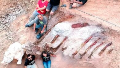 Photo of Descubren en Portugal un enorme dinosaurio Saurópodo del Jurásico
