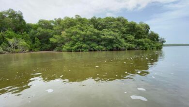 Photo of Buscan restaurar el manglar de Yucatán