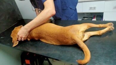 Photo of ‘Rescatista’ de perros es acusado de abusar sexualmente de seis animales en Chihuahua