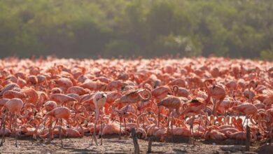 Photo of Flamencos anidaron en San Crisanto por primera vez