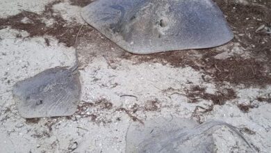Photo of El fecalismo en Yucatán amenaza la biodiversidad marina