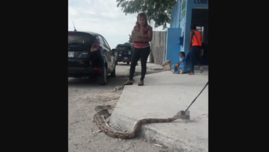 Photo of Abuelita y su mascota atacadas por una boa en Progreso