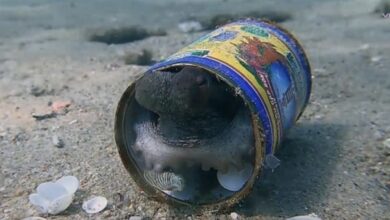 Photo of Buzo descubre a un pulpo viviendo en una lata en el fondo marino