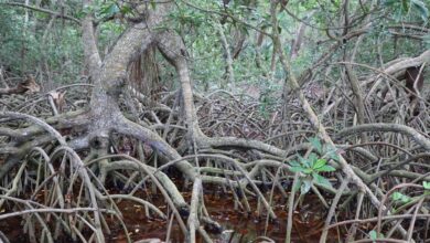 Photo of Expertos en manglares de toda América se reunirán en Yucatán