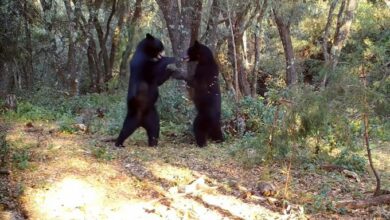 Photo of Captan a 2 osos “bailando” en Sierra de Zapalinamé en Saltillo
