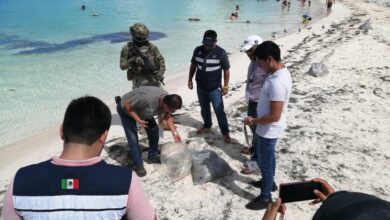Photo of Hallan cabeza de un cocodrilo en playas de Cancún