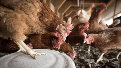 Photo of México notifica primer caso de gripe aviar H5N1