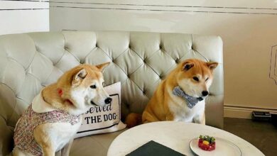 Photo of “Dogue”, el primer restaurante de lujo para perros en EU
