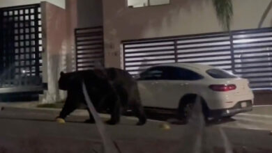 Photo of Enorme oso sorprende a vecinos deambulando en colonia de Monterrey